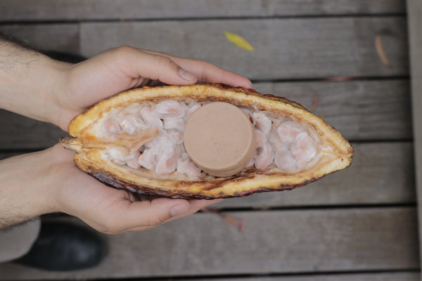 Barra acondicionadora de cacao para el crecimiento